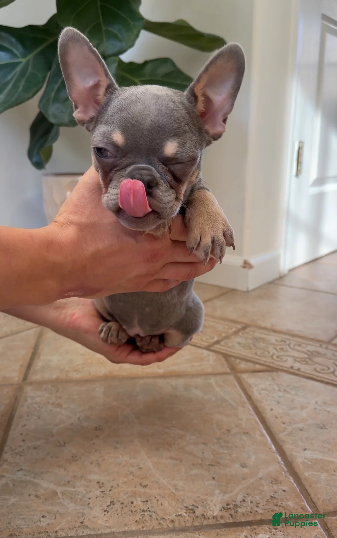 French Bulldog dogs for sale: Cherry - Ad 5
