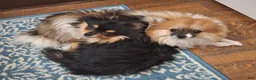 Pomeranian dogs for sale: Athena - Ad 4