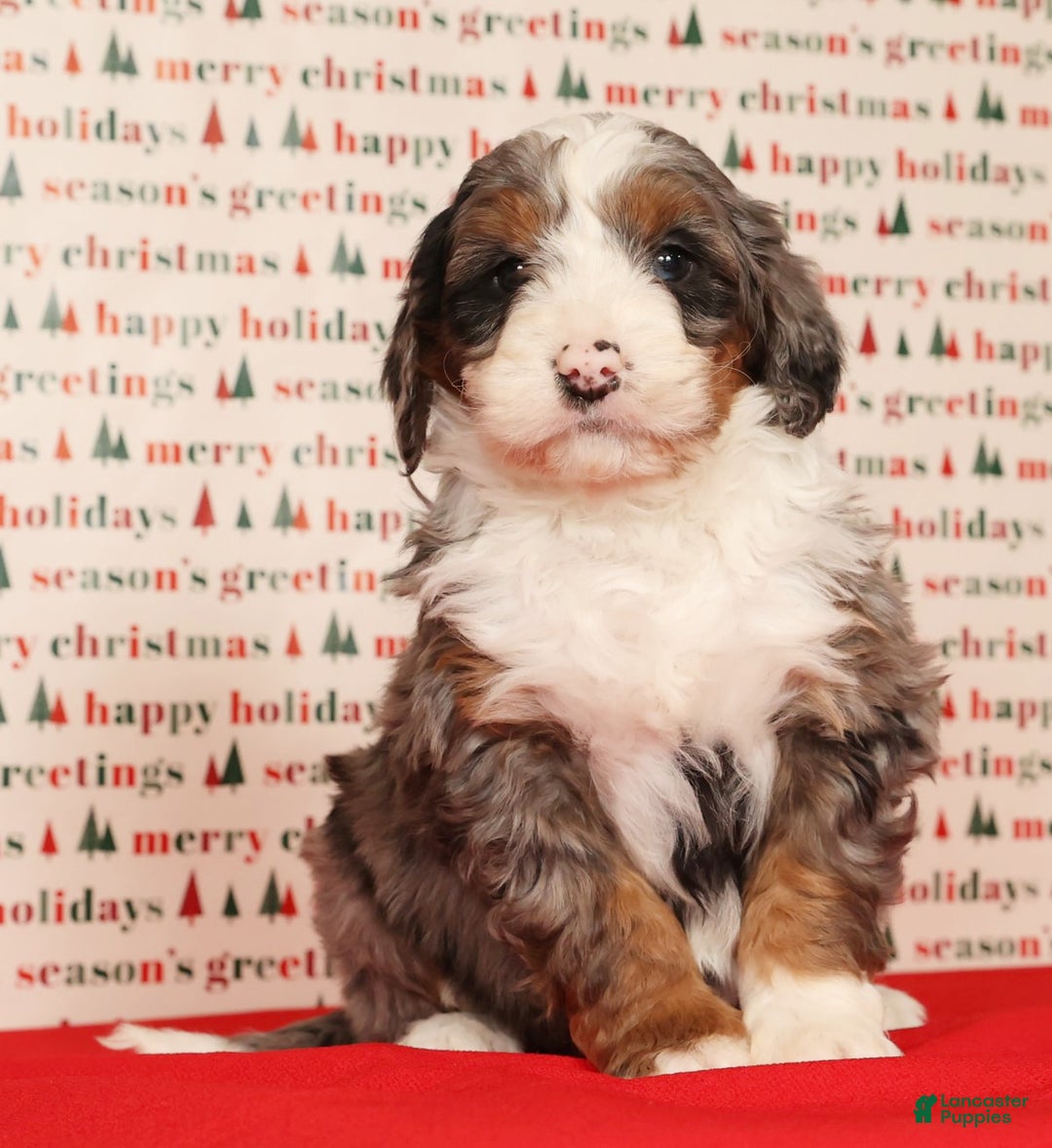 Mini Bernedoodle dogs for sale: Dasher - Ad 7