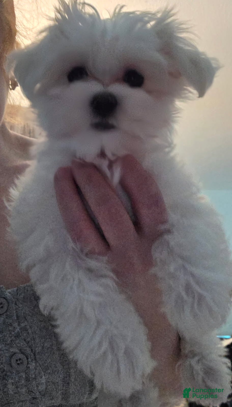 Lada (Maltese, Female) in Derby, CT