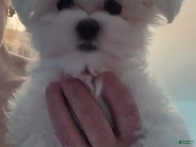 Maltese dogs Lada - Ad 34