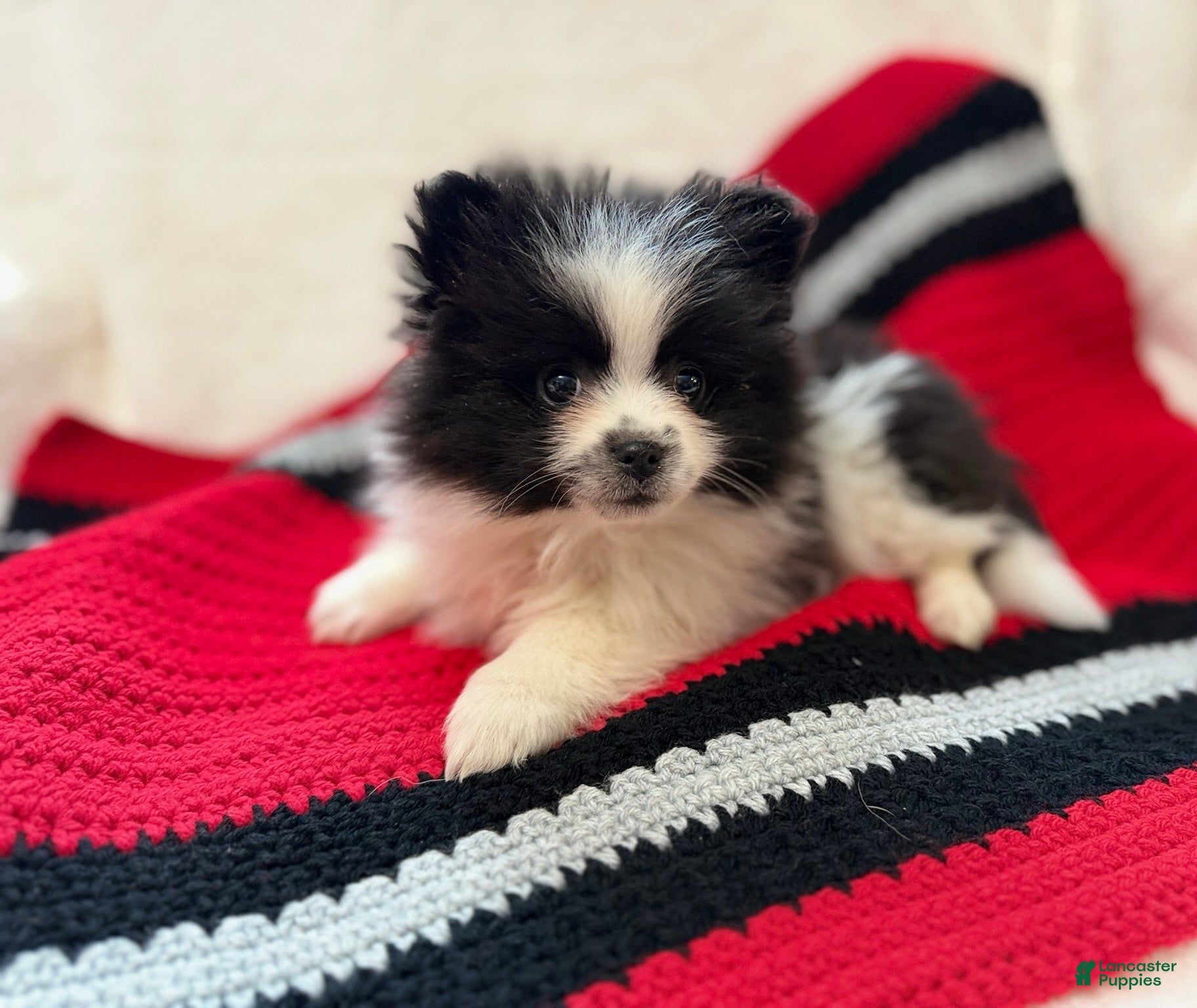 Pomeranian dogs Panda - Ad 38