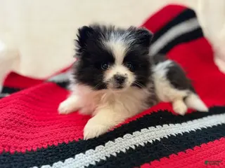 Pomeranian dogs Panda - Ad 38