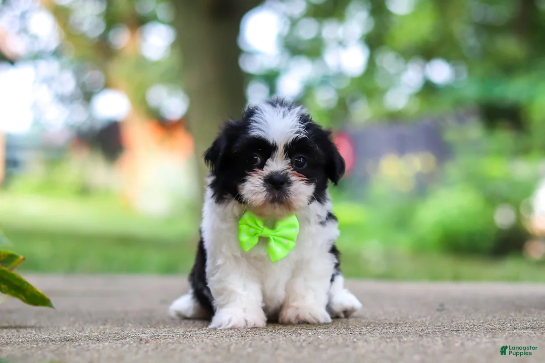 Shih Tzu dogs for sale: Huckleberry - Ad 8