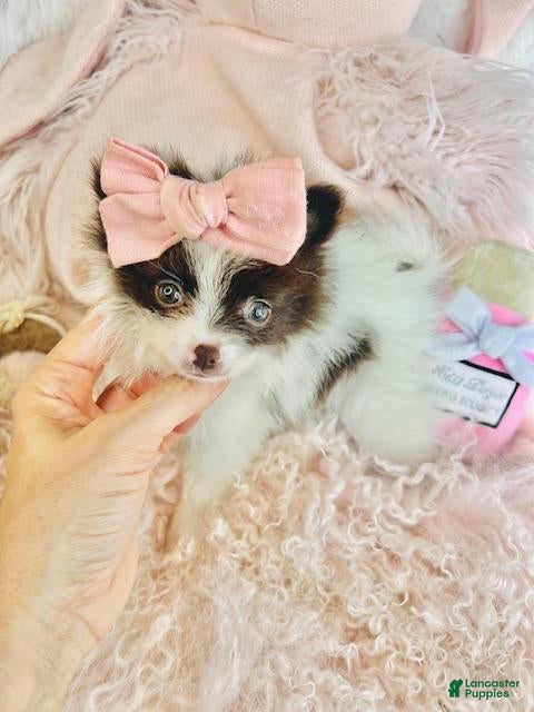 Pomeranian dogs Pomeranian - Hand Delivery Available. - Ad 2