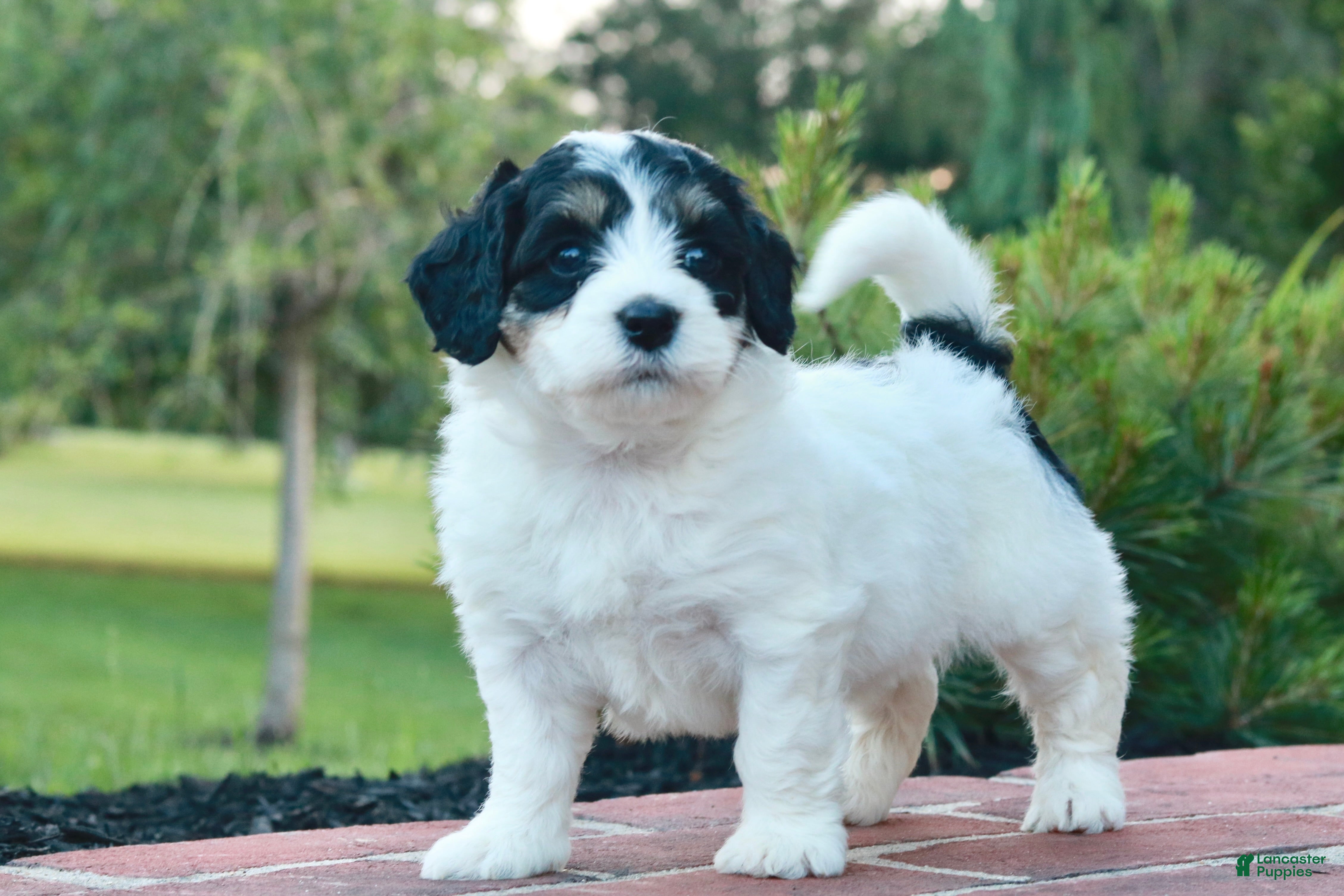 Mini Bernedoodle dogs Gracie - Ad 2