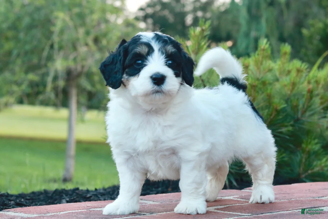 Mini Bernedoodle dogs for sale: Gracie - Ad 2
