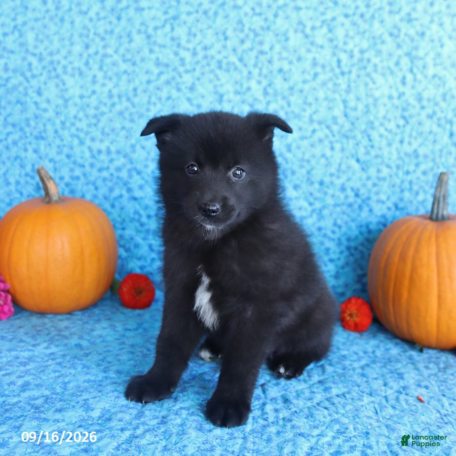 Pomsky dogs Toby - Ad 1