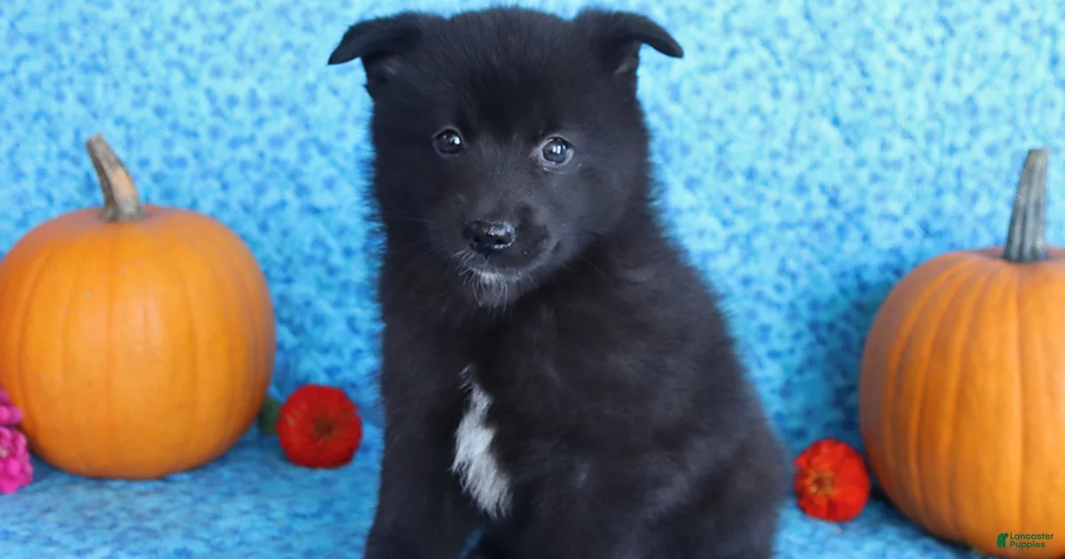 Backround Pomsky Pomsky Puppies for sale in Pennsylvania | Lancaster Puppies