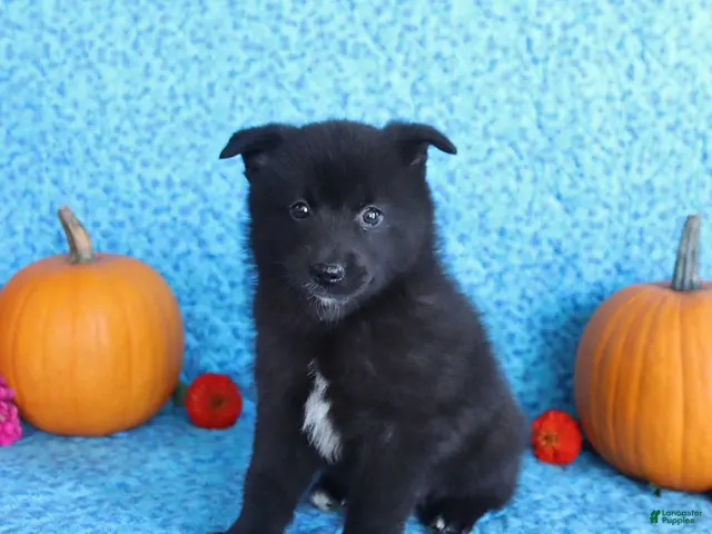Pomsky dogs for sale: Toby - Ad 1
