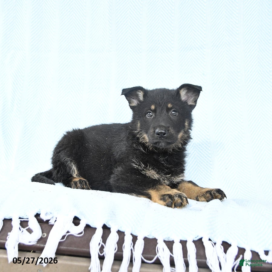 German Shepherd dogs Penny - Ad 2