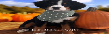 Bernese Mountain Dog Puppy 6
