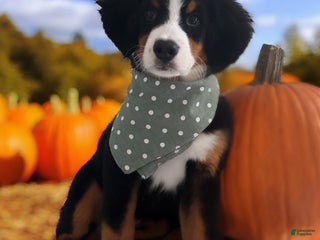 Bernese Mountain Dog dogs Bernese Mountain Dog Puppy 6 - Ad 24