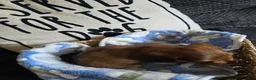 Miniature Dachshund dogs for sale: Deuce - Ad 8