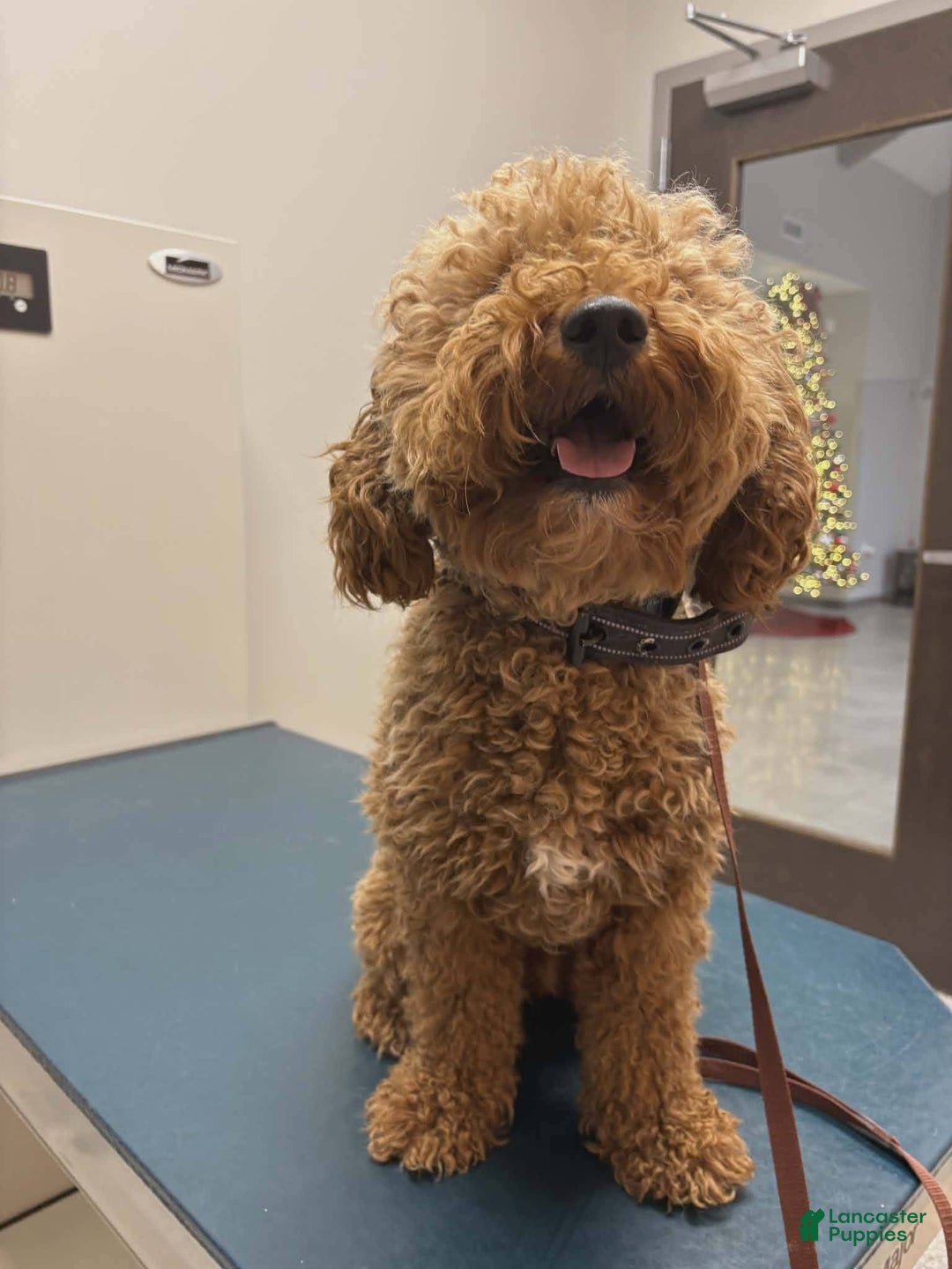 Goldendoodle dogs for sale: Benji  - Ad 5