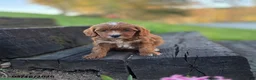 Mini Bernedoodle dogs for sale: Skittles - Ad 1