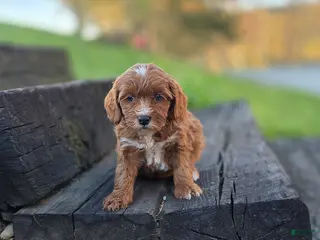 Mini Bernedoodle dogs Skittles - Ad 12