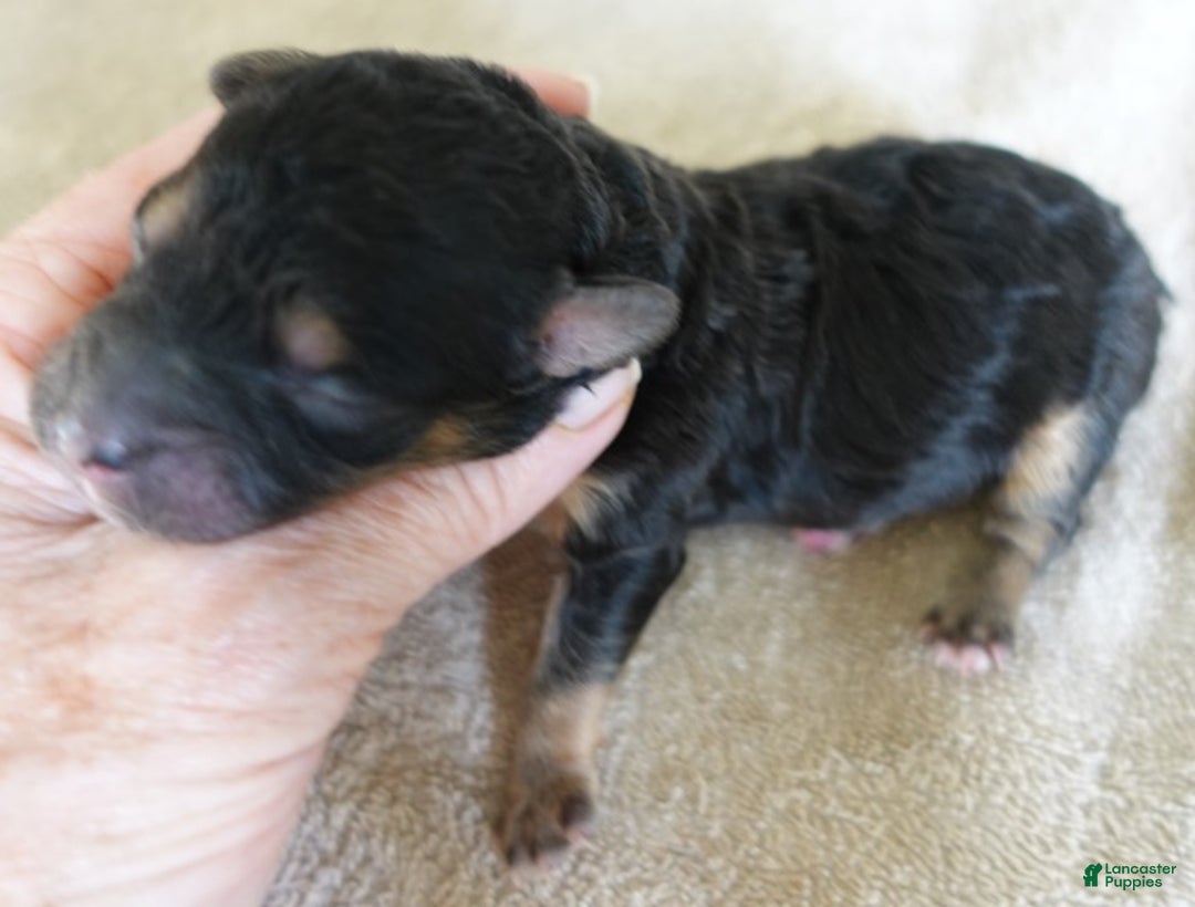 Maltipoo dogs for sale: Zircon - Ad 6