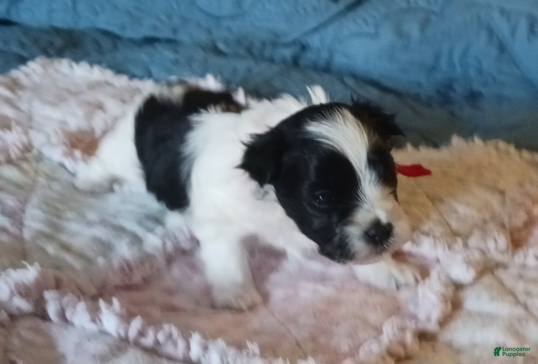 Miniature Schnauzer dogs for sale: Mia's Red Ribbon Boy  - Ad 3