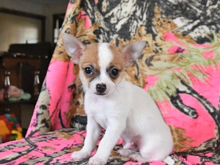 Chihuahua dogs - Ad 17