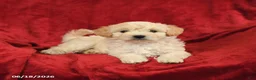 Maltipoo dogs for sale: Marcus - Ad 2