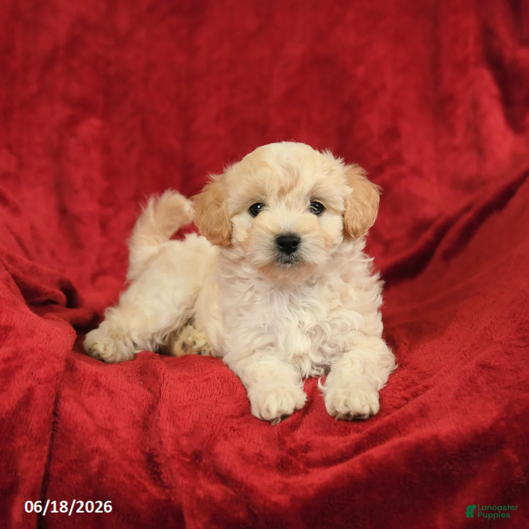 Maltipoo dogs for sale: Marcus - Ad 2