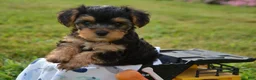 Yorkiepoo dogs for sale: Tony - Ad 5