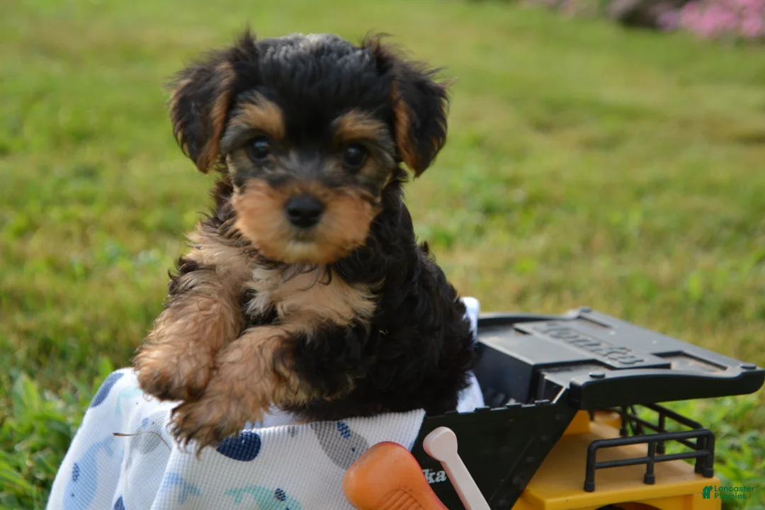 Yorkiepoo dogs for sale: Tony - Ad 5