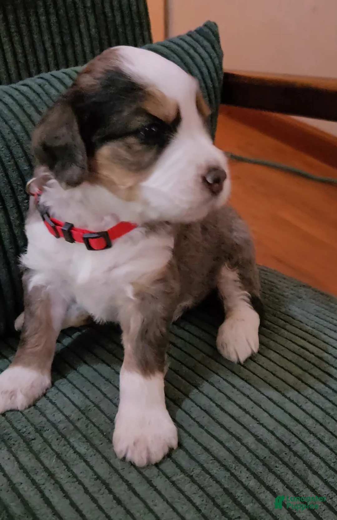Bernedoodle dogs for sale: Bernedoodle 3 Red collar  - Ad 2