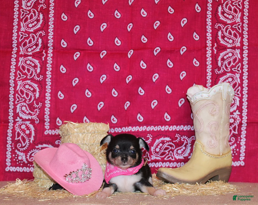 Chihuahua dogs for sale: Zafira - Ad 1