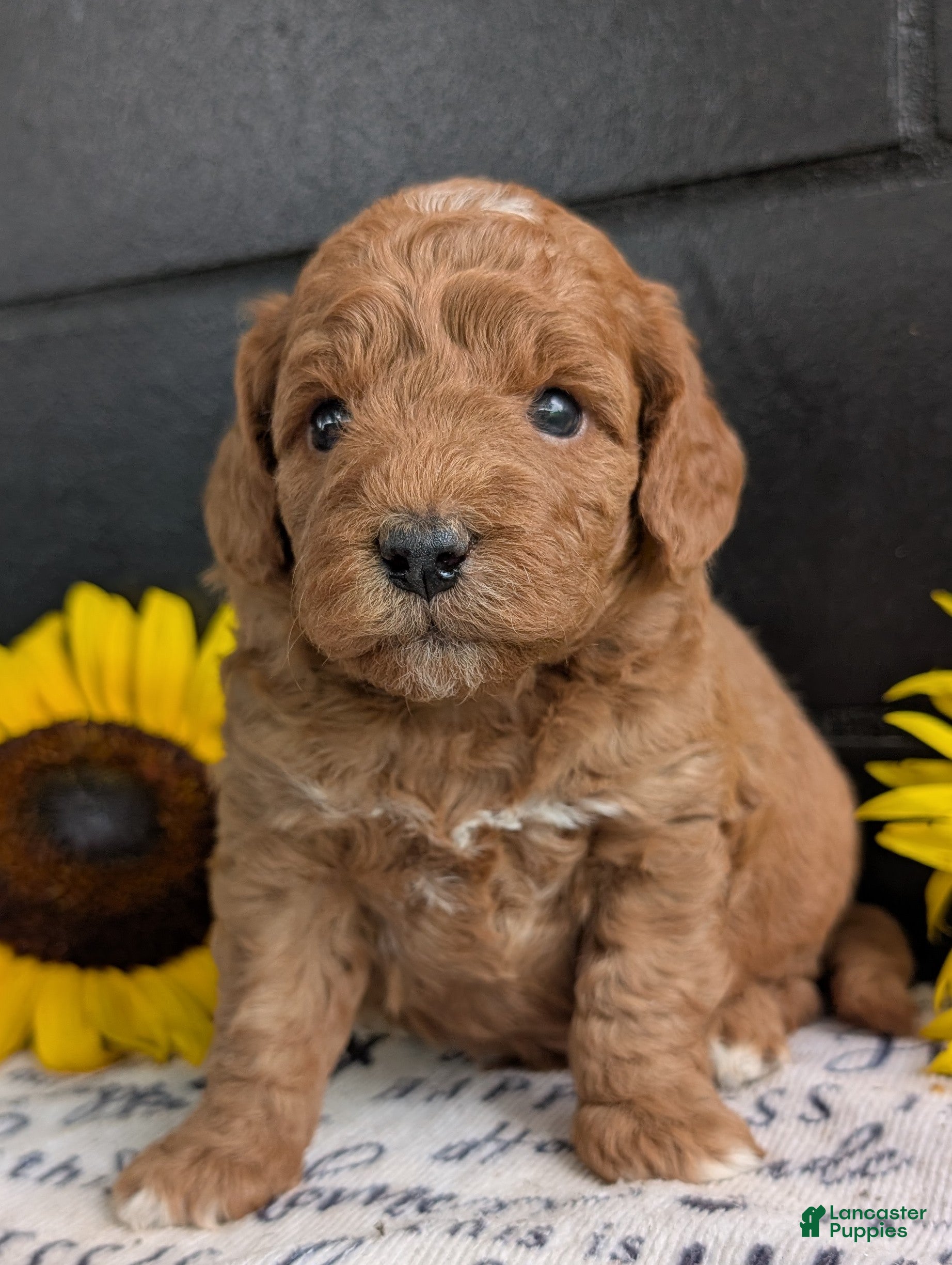 Mini Goldendoodle dogs Mini -Bo - Ad 2