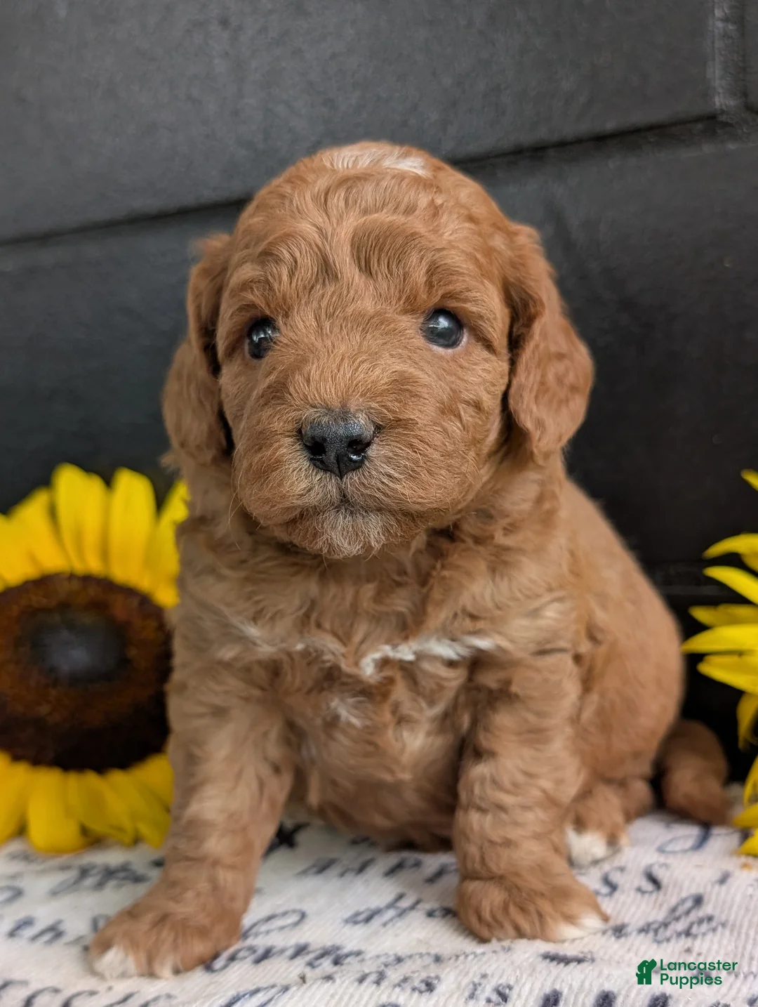 Mini Goldendoodle dogs for sale: Mini -Bo - Ad 2