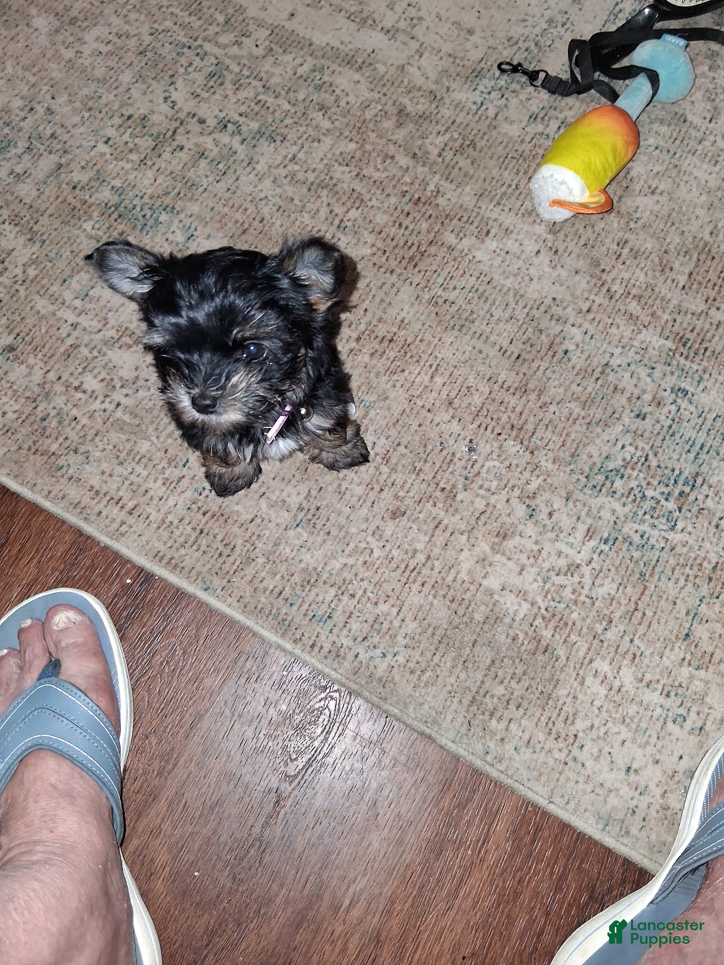 Mixed Breed dogs Mixed Breed 1 - Ad 2