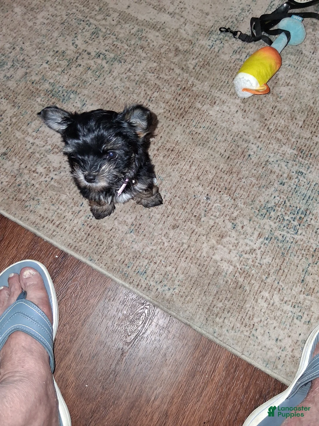 Mixed Breed dogs for sale: Mixed Breed 1 - Ad 2