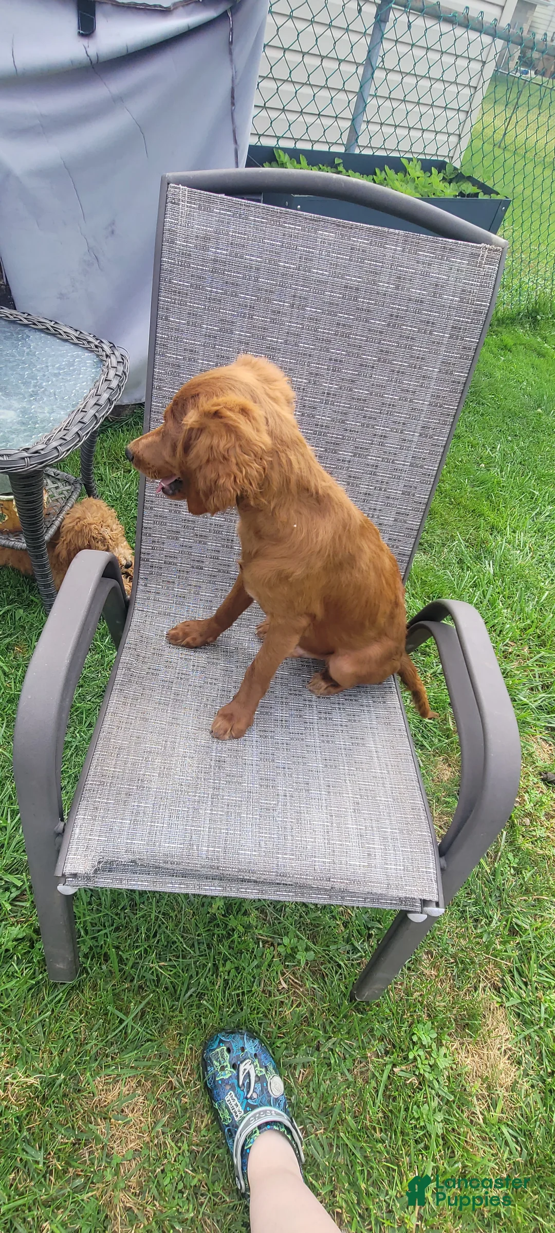 Mini Goldendoodle dogs for sale: Mini Goldendoodle Male 2 - Ad 2