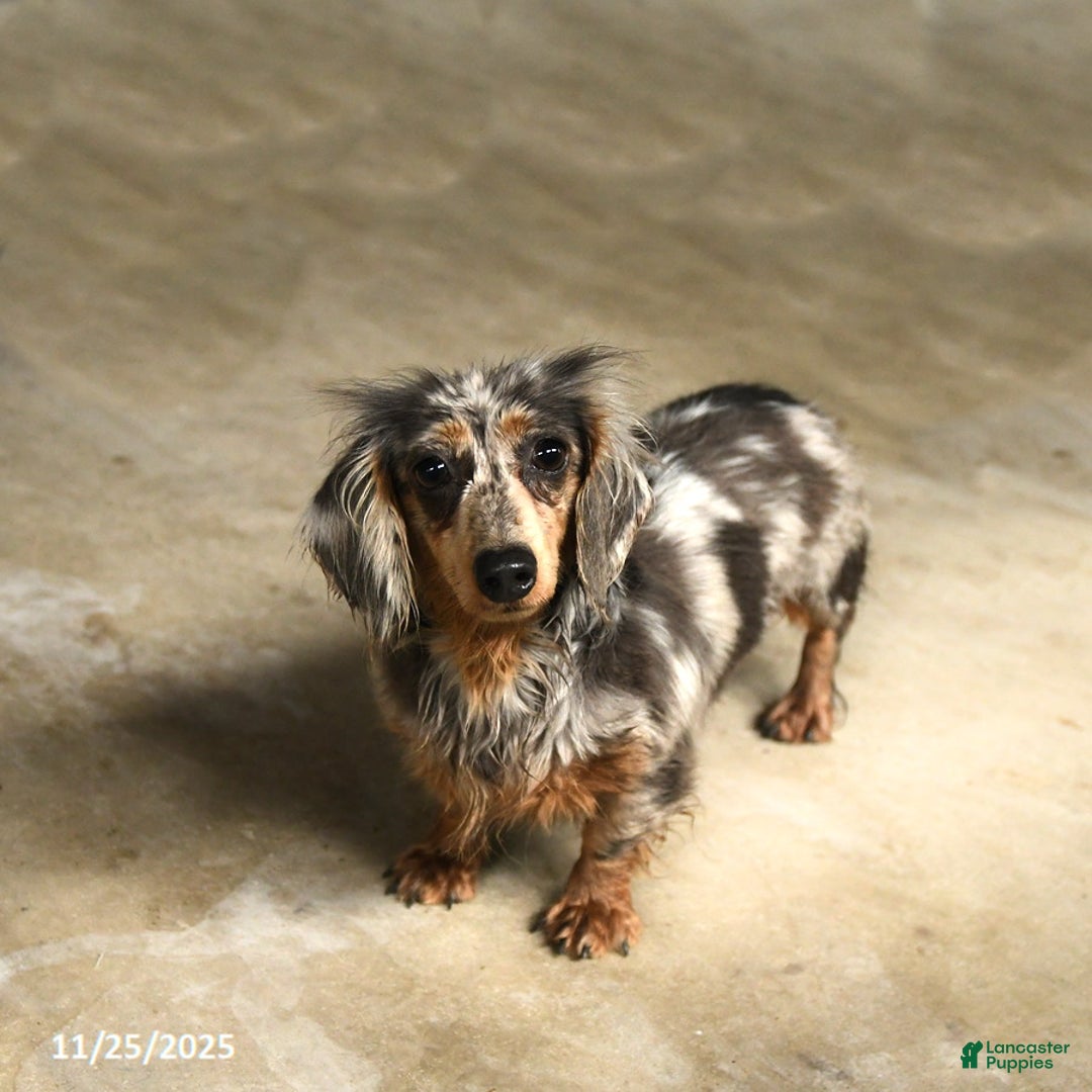 Miniature Dachshund dogs for sale: Little Shelly - Ad 1