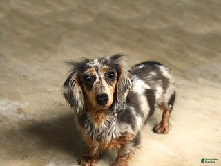 Miniature Dachshund dogs Little Shelly - Ad 6