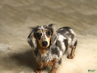 Miniature Dachshund dogs Little Shelly - Ad 20