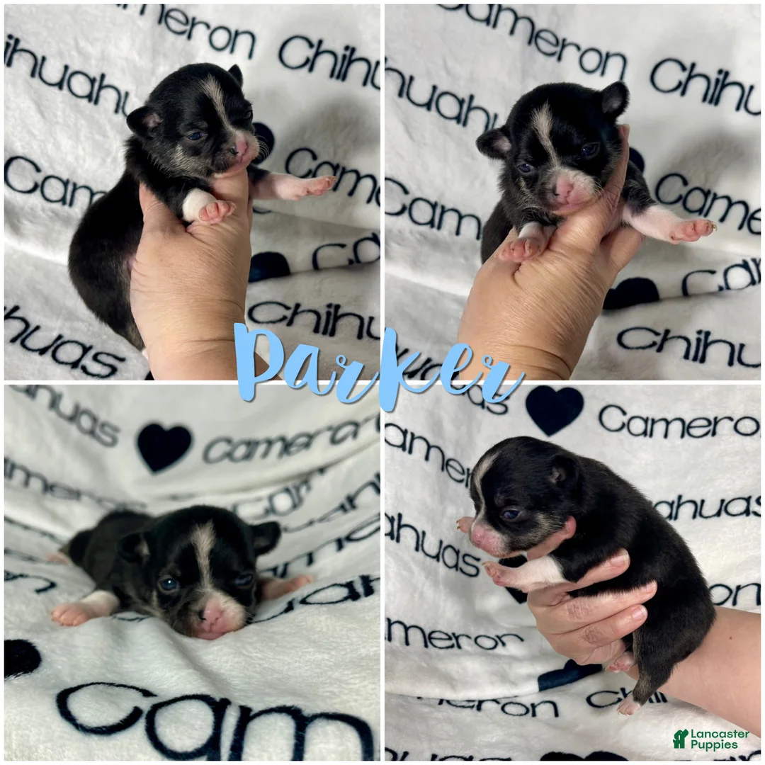 Chihuahua dogs for sale: Parker Tiny Short Coat - Ad 5