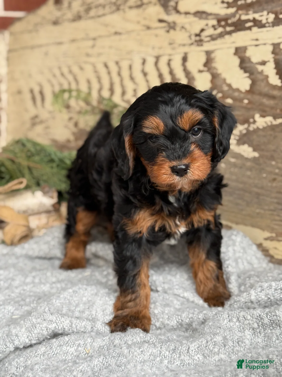 Mixed Breed dogs for sale: Harper - Ad 9