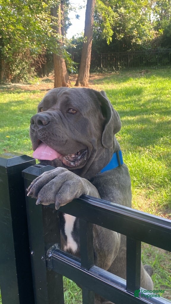 Cane Corso dogs Cane Corso 1 - Ad 15