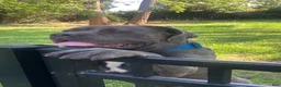 Cane Corso dogs for sale: Cane Corso 1 - Ad 1