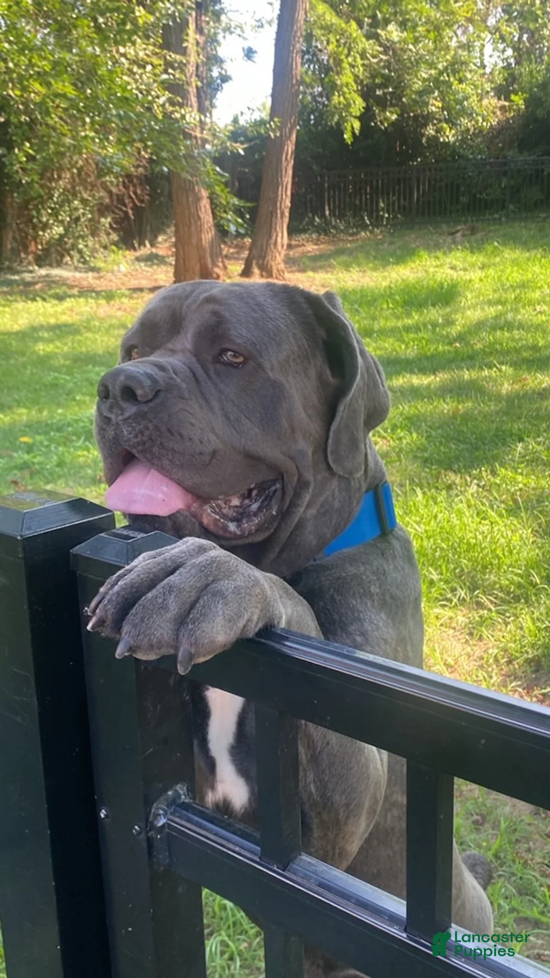 Cane Corso dogs for sale: Cane Corso 1 - Ad 1