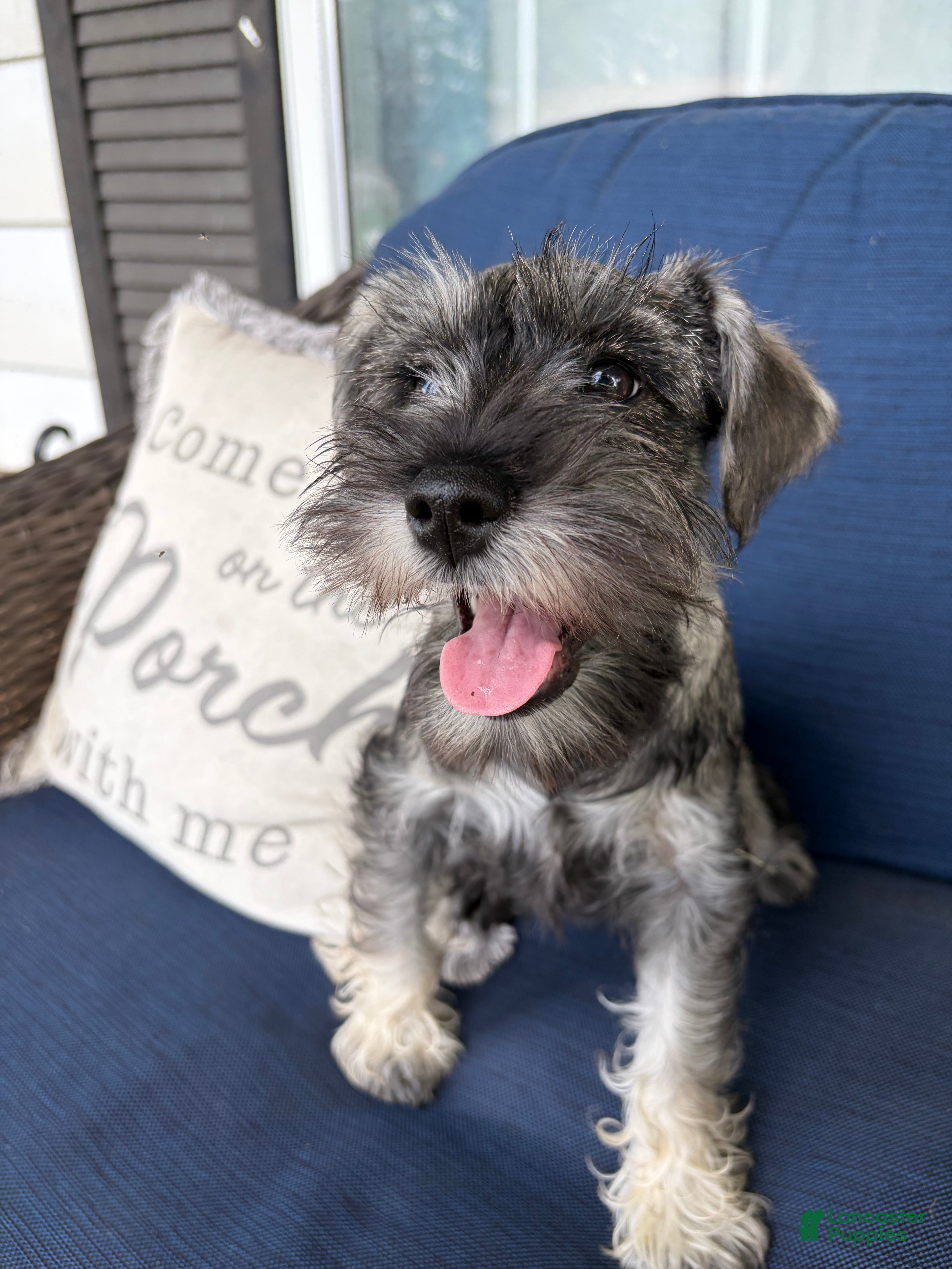 Miniature Schnauzer dogs Roo - Ad 1