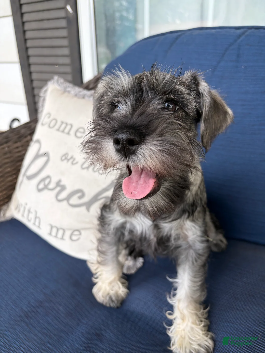 Miniature Schnauzer dogs for sale: Roo - Ad 1