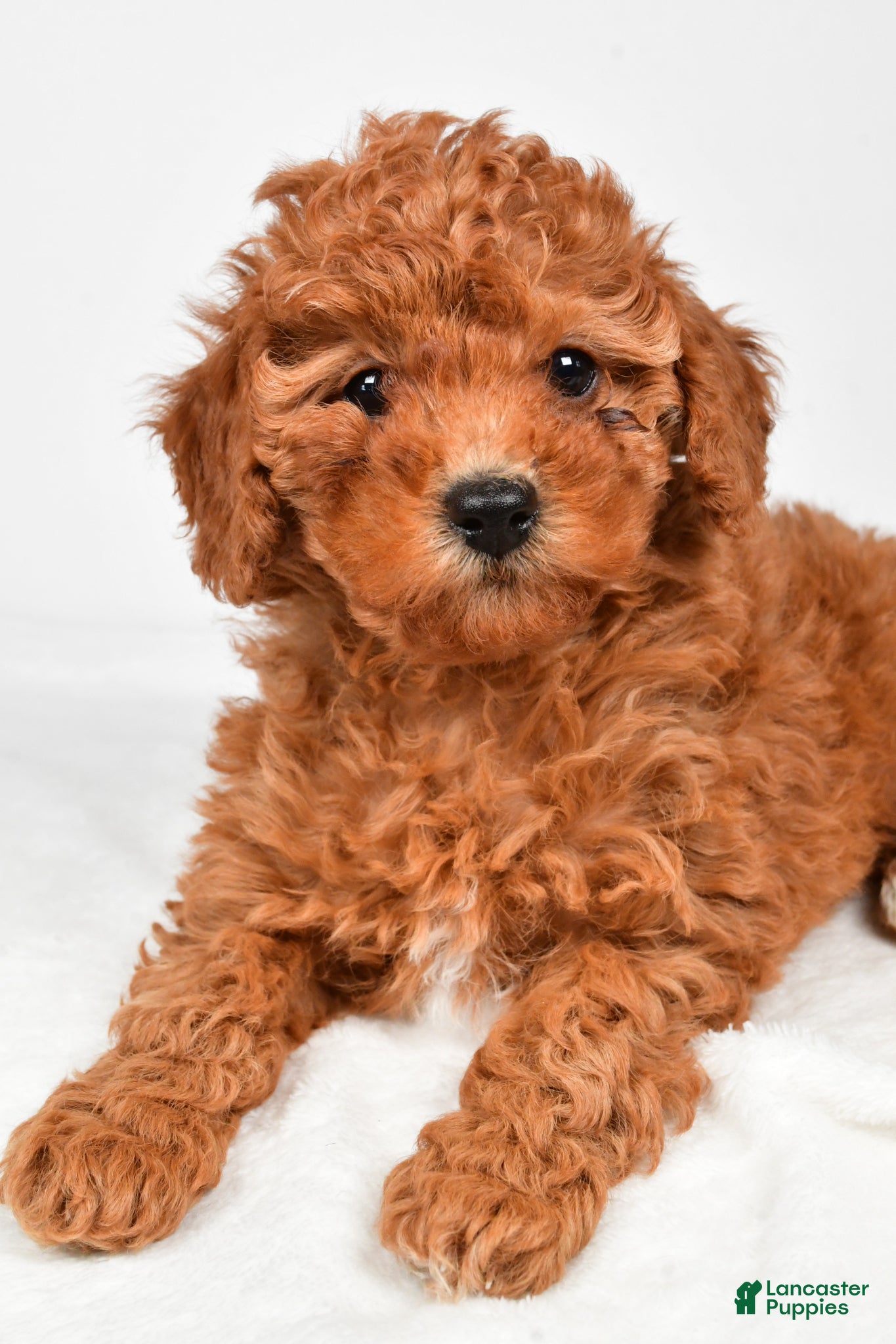 Miniature Poodle dogs Bella - Ad 2
