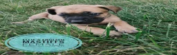 English Mastiff dogs for sale: Miss scamper  - Ad 3