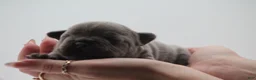 French Bulldog dogs for sale: Solid lilac - Ad 6