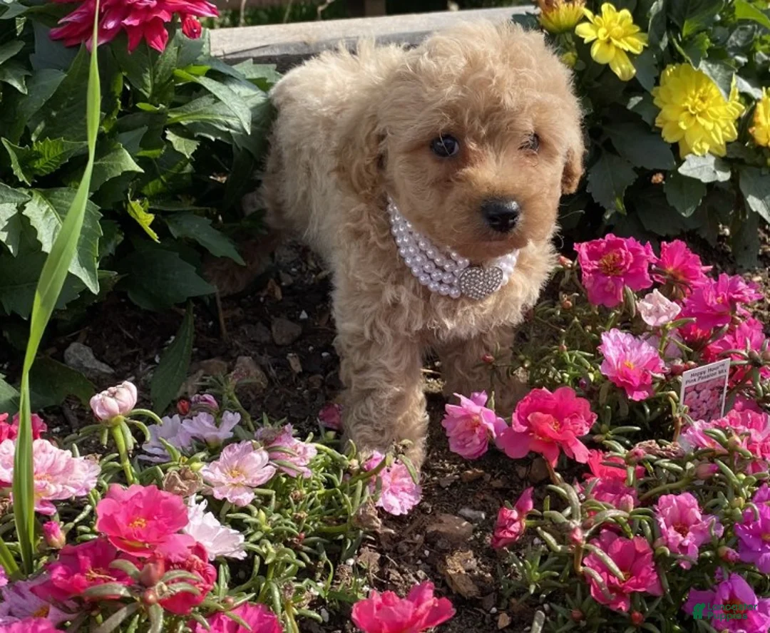 Toy Poodle dogs for sale: Toy Poodle Puppy 2 - Ad 2