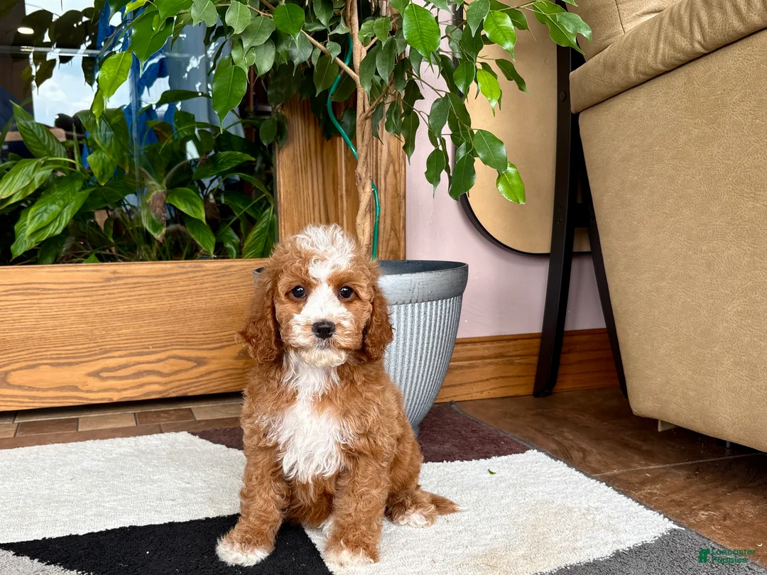 Cavapoo dogs for sale: Cavapoo female 1 - Ad 2